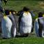 Grupo de pinguins rei em Ocean Harbour, na Geórgia do Sul